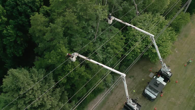 How Our Tree Care Process Works  in  Vernon Center, NJ