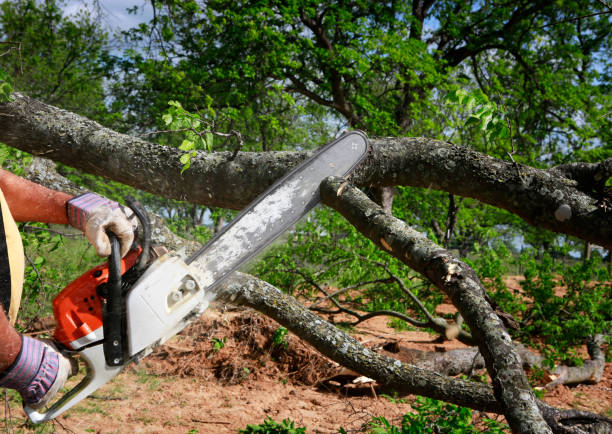 Professional  Tree Services in Vernon Center, NJ